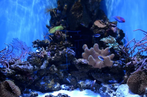 Korallen und Sand auf dem Meeresboden. Meeresleben. — Stockfoto