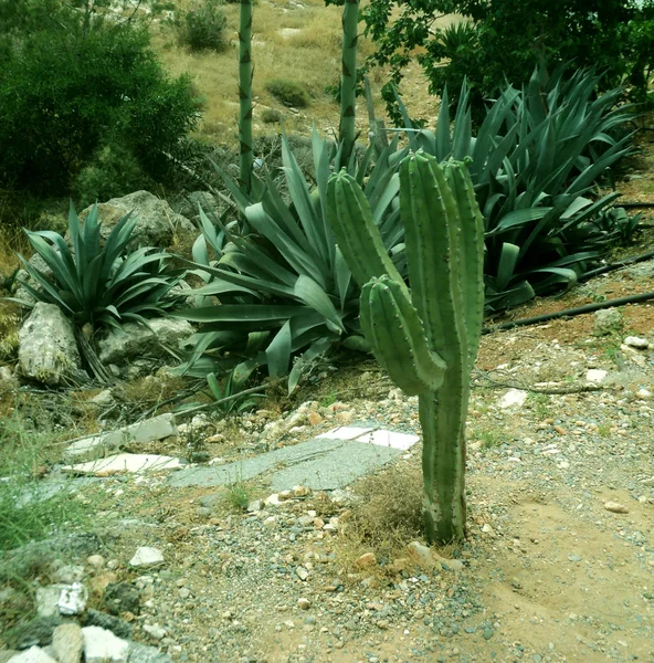 Kaktusy mezi kameny. Poušti. Horký den. — Stock fotografie