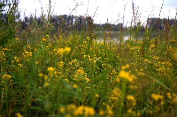 Nehir kıyısında sarı çiçekler. Yaz.