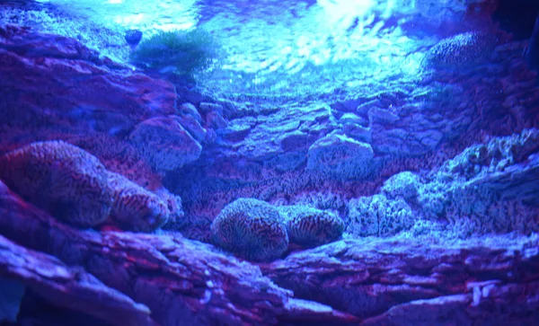 Denizin yüzeyi. Suyun altından manzara.