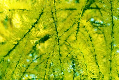 Ormanda bir gezi. Asit ağaçları ve yeşil dallar. Yalnız ve refakatçilerle dinlen. Psikedelik etkisi.