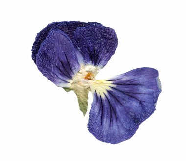 Homolar bahçe çiçekleri yaz havası