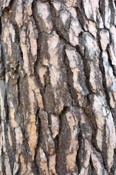 Baum Rinde Holz Textur Natur Braun Muster Stamm Wald Alt — Stockfoto