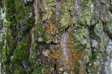 kabuk, ağaç, doku, ahşap, doğa, desen, kahverengi, orman, gövde, kaba, eski, bitki, soyut, doğal, moss, dokulu, ahşap, meşe, yeşil, portre, woods, çam, makro, ayrıntı, yüzey