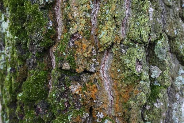 Rinde Baum Textur Holz Natur Muster Braun Wald Stamm Rau — Stockfoto