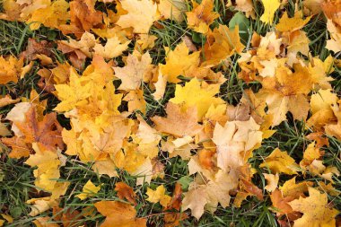 Sonbahar, yaprak, Sonbahar, yaprakları, doğa, akçaağaç, sarı, turuncu, ağaç, sezon, kırmızı, yeşillik, renk, orman, yeşil, renkli, doku, bitki, parlak, Ekim, desen, mevsimlik, abstract, golden, Kasım