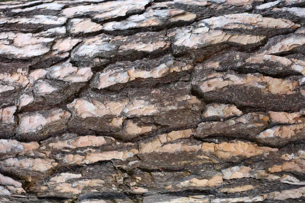 Baumrinde Holz Textur Natur Braun Muster Stamm Wald Alt Eiche — Stockfoto