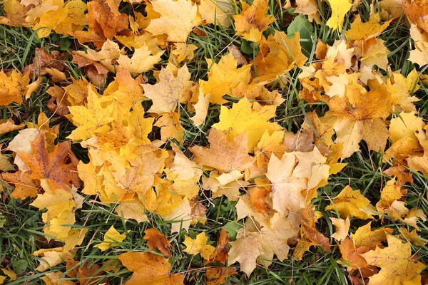 Sonbahar, yaprak, Sonbahar, yaprakları, doğa, akçaağaç, sarı, turuncu, ağaç, sezon, kırmızı, yeşillik, renk, orman, yeşil, renkli, doku, bitki, parlak, Ekim, desen, mevsimlik, abstract, golden, Kasım