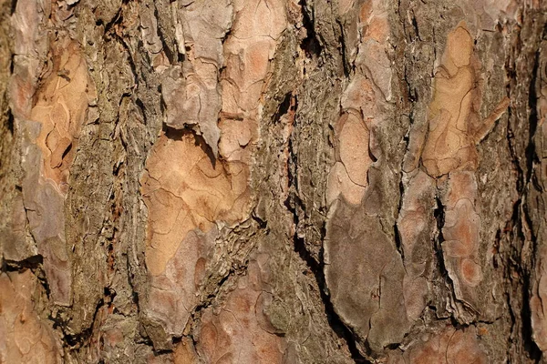 Rinde Baum Holz Textur Natur Braun Muster Kiefer Wald Stamm — Stockfoto