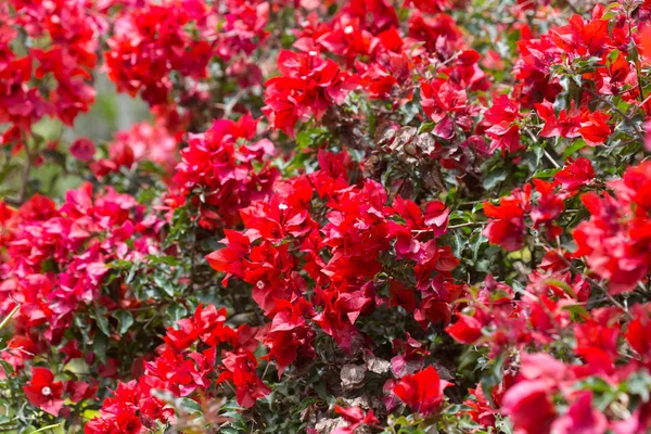 Belo fundo de flores vermelhas — Fotografia de Stock