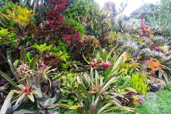 Jardín de bromelias en América del Sur — Foto de Stock