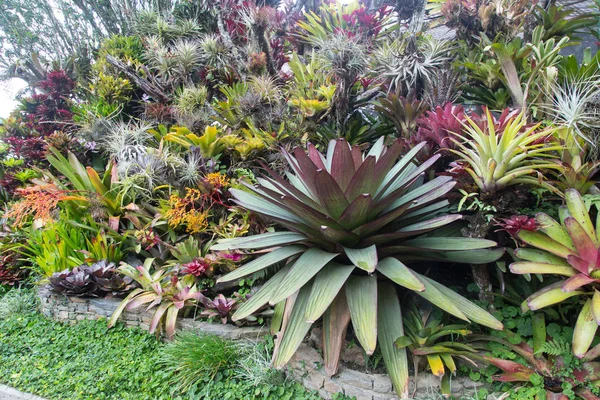 Jardín de bromelias en América del Sur — Foto de Stock