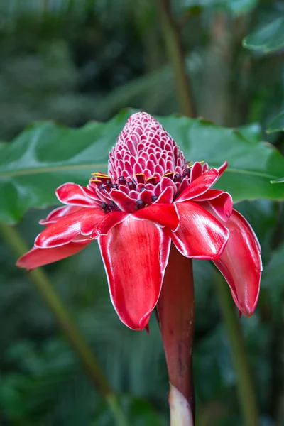 Flor tropical Equipe do Imperador, originalmente da Indonésia e e — Fotografia de Stock