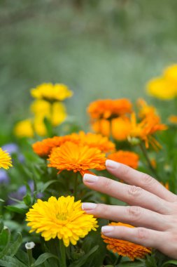 Kadın eli tarlada bazı çiçekler dokunmadan.