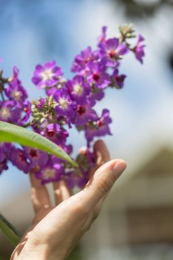 Kadın eli tarlada bazı çiçekler dokunmadan.