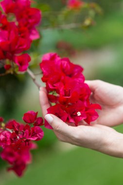 Kadın eli tarlada bazı çiçekler dokunmadan.