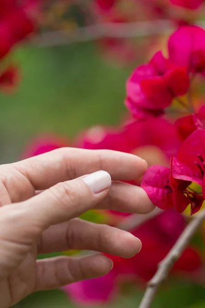 A mão da mulher tocando algumas flores no campo . — Fotografia de Stock