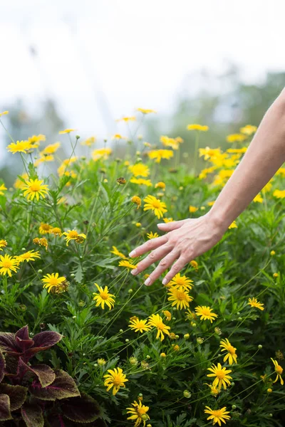 Woman's hand touching some flowers in the field. — Stock Photo, Image