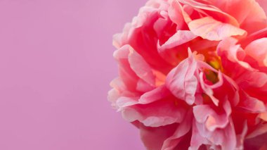 Pembe arka plan üzerinde hassas kabarık pembe şakayık.