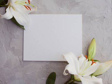 Çimento gri bir arka plan dokusu üzerinde beyaz zambaklar ile şık minimalist tasarım.