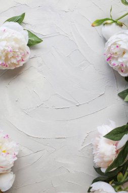 Çimento gri bir arka plan dokusu üzerinde beyaz şakayık ile şık minimalist tasarım.