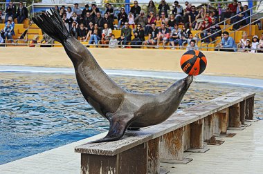 Marineland parkta Seals
