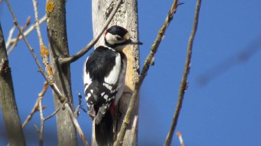 Bu fotoğraf bir kamera Canon Powershot Sx 420 çekildi tatil Krainka yolunda mı. Fotoğraf, bir ağaç gövdesi üzerinde beslenen büyük bir benekli ağaçkakan gösterir.