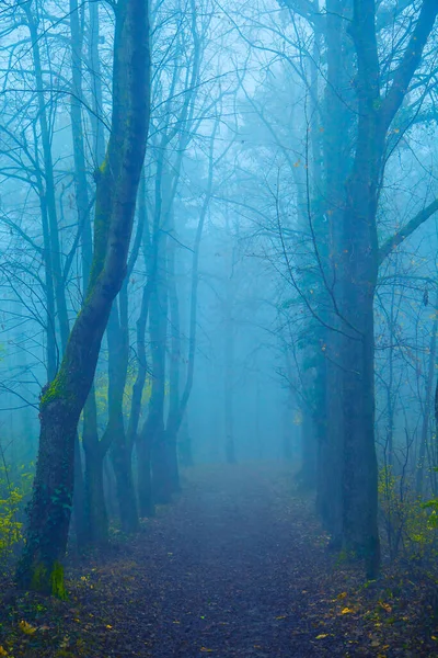 Prachtig Herfstbos Met Bomen Mist — Stockfoto