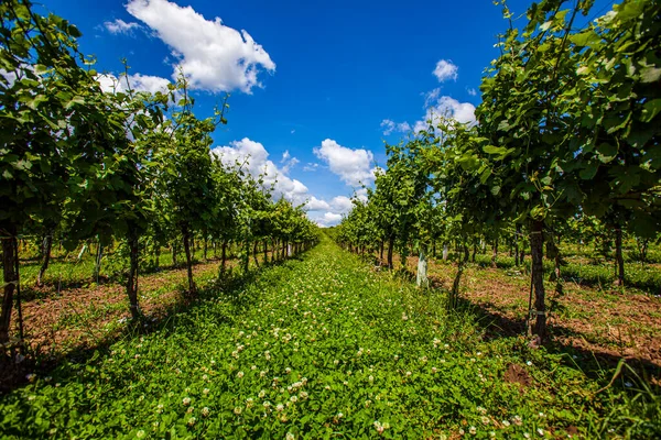 Hermosas Hileras Uvas Viñedo — Foto de Stock