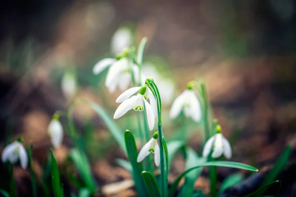 Vue Rapprochée Belles Fleurs Blanches Dans Forêt Printanière Photos De Stock Libres De Droits