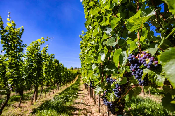 Belles Rangées Raisins Sur Vignoble — Photo