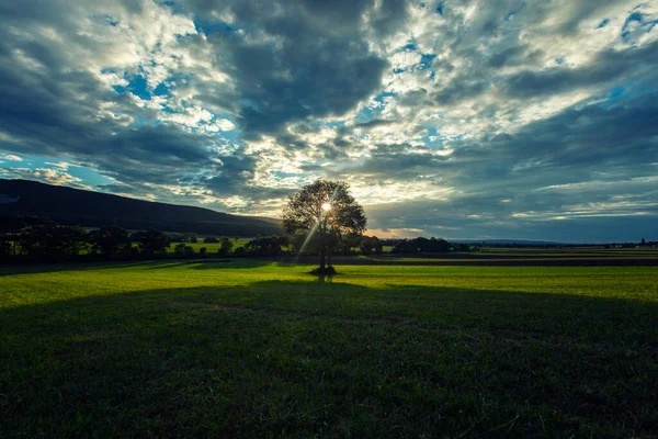 Bellissimo Tramonto Immerso Nel Verde Albero Solitario Sul Campo — Foto Stock