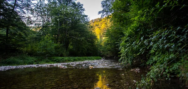 Gyönyörű Erdő Folyó Nyári Időszámítás — Stock Fotó