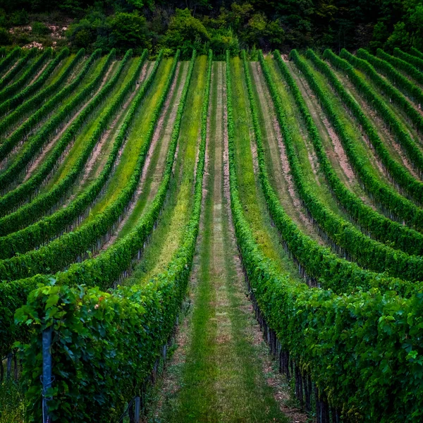 Groene Wijngaarden Het Platteland Een Zonnige Dag — Stockfoto