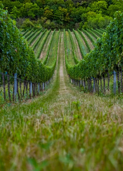 Mooie Rijen Druiven Wijngaard — Stockfoto