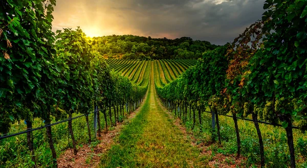 Красиві Ряди Винограду Винограднику — стокове фото