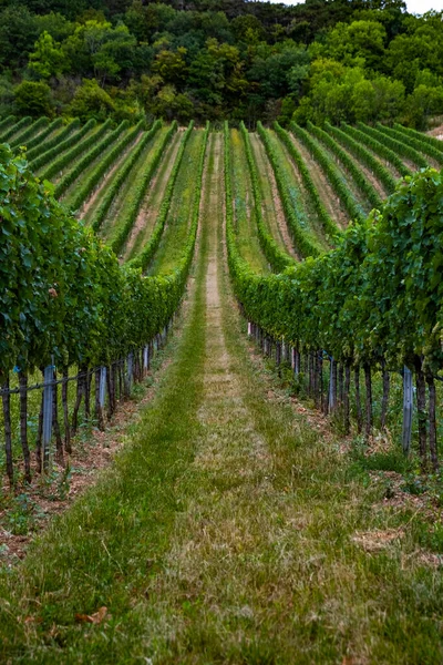 Belles Rangées Raisins Sur Vignoble — Photo