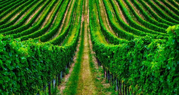 Hermosas Hileras Uvas Viñedo — Foto de Stock