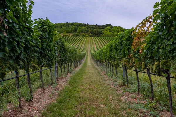 Belles Rangées Raisins Sur Vignoble — Photo