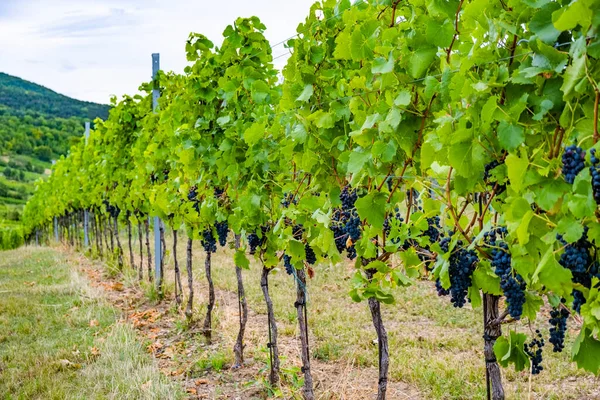 Lindas Fileiras Uvas Vinha — Fotografia de Stock