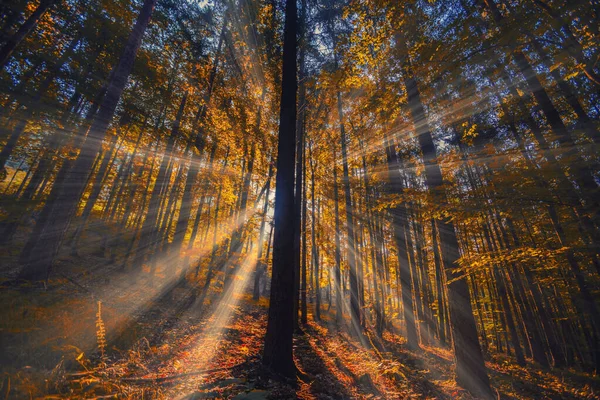 Schöne Sonnenstrahlen Herbstlichen Morgenwald — Stockfoto