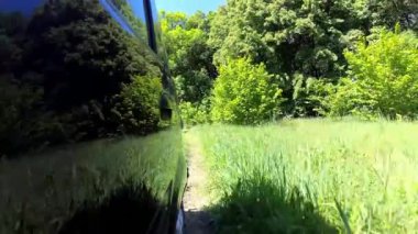 Kırsal toprak yol, evergreen yemyeşil yeşil bitki örtüsü, pov geri hareket görünümü ağaçlar..