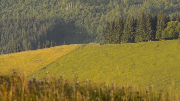 Krowy Pasące Się Łące Górskiej Karpatach — Wideo stockowe