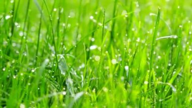 Su damlaları ile bulanık çim arka plan. 4k Motorlu slider ile vurdu.
