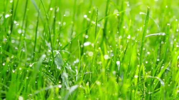 Fond d'herbe floue avec des gouttes d'eau. Coup 4K avec curseur motorisé .