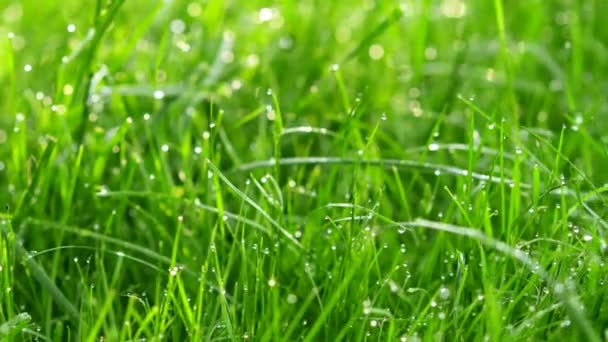 Blurred Grass Background Water Drops Shot Motorized Slider — Stock Video