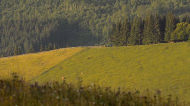 Karpatlar bir dağ çayır otlayan inekler.