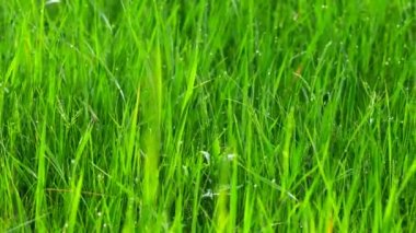 Su damlaları ile bulanık çim arka plan. 4k Motorlu slider ile vurdu.