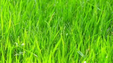 Su damlaları ile bulanık çim arka plan. 4k Motorlu slider ile vurdu.