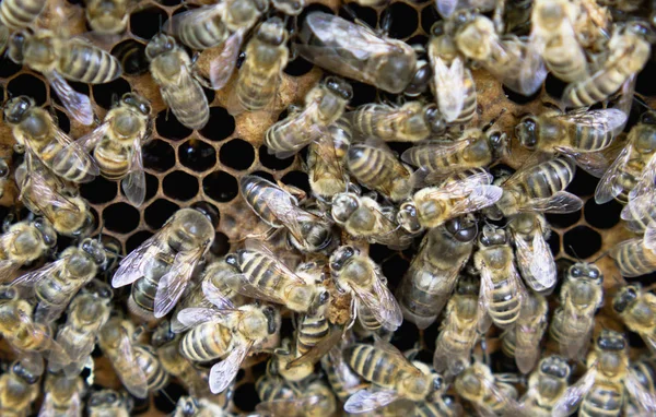 Queen Bee Detail Apiculture Rural Life Beekeeping — Stock Photo, Image